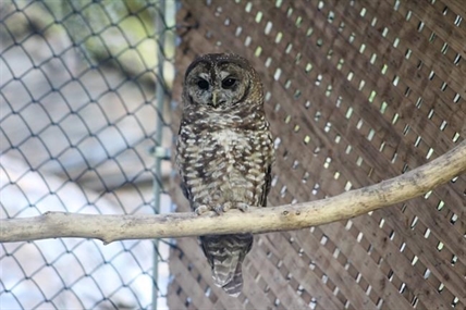 Northern spotted owl found injured near B.C. train tracks two months after release | iNFOnews.ca