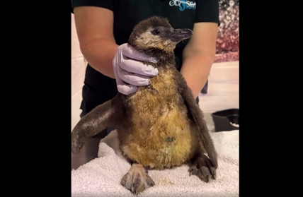 Endangered African penguin chicks hatch at Arizona aquarium | iNFOnews.ca