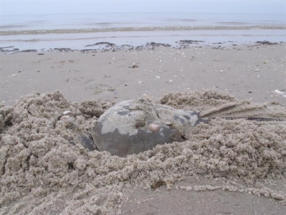 iN VIDEO: B.C. diver finds horseshoe crab a long way from home | iNFOnews.ca iN VIDEO: B.C. diver finds horseshoe crab a long way from home | iNFOnews.ca