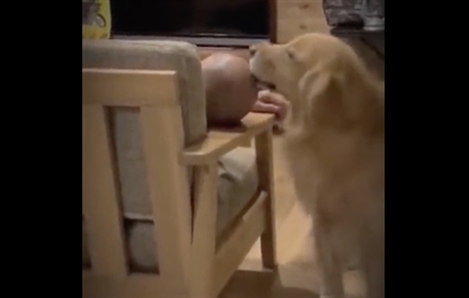 TRENDING NOW: Doggo gives dad's head a spit shine | iNFOnews.ca TRENDING NOW: Doggo gives dad's head a spit shine | iNFOnews.ca
