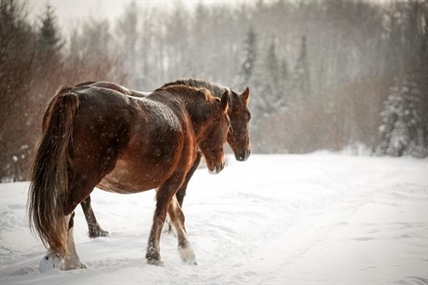 Researcher calls for more wild horse protections after 17 shot dead near Kamloops | iNFOnews.ca