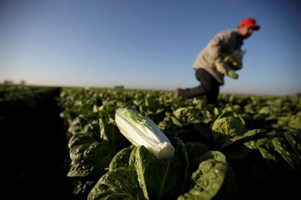 Lettuce prices likely to rise again amid California flooding, experts say | iNFOnews.ca