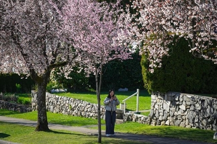 Selfie sticks bloom beneath Vancouver's cherry blossoms, as petal power goes global | iNFOnews.ca Selfie sticks bloom beneath Vancouver's cherry blossoms, as petal power goes global | iNFOnews.ca