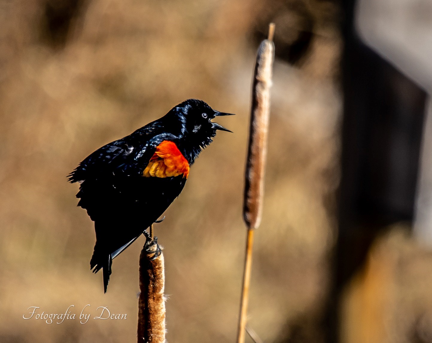iN PHOTOS: Photographers capturing migratory birds returning to Kamloops, Okanagan | iNFOnews.ca
