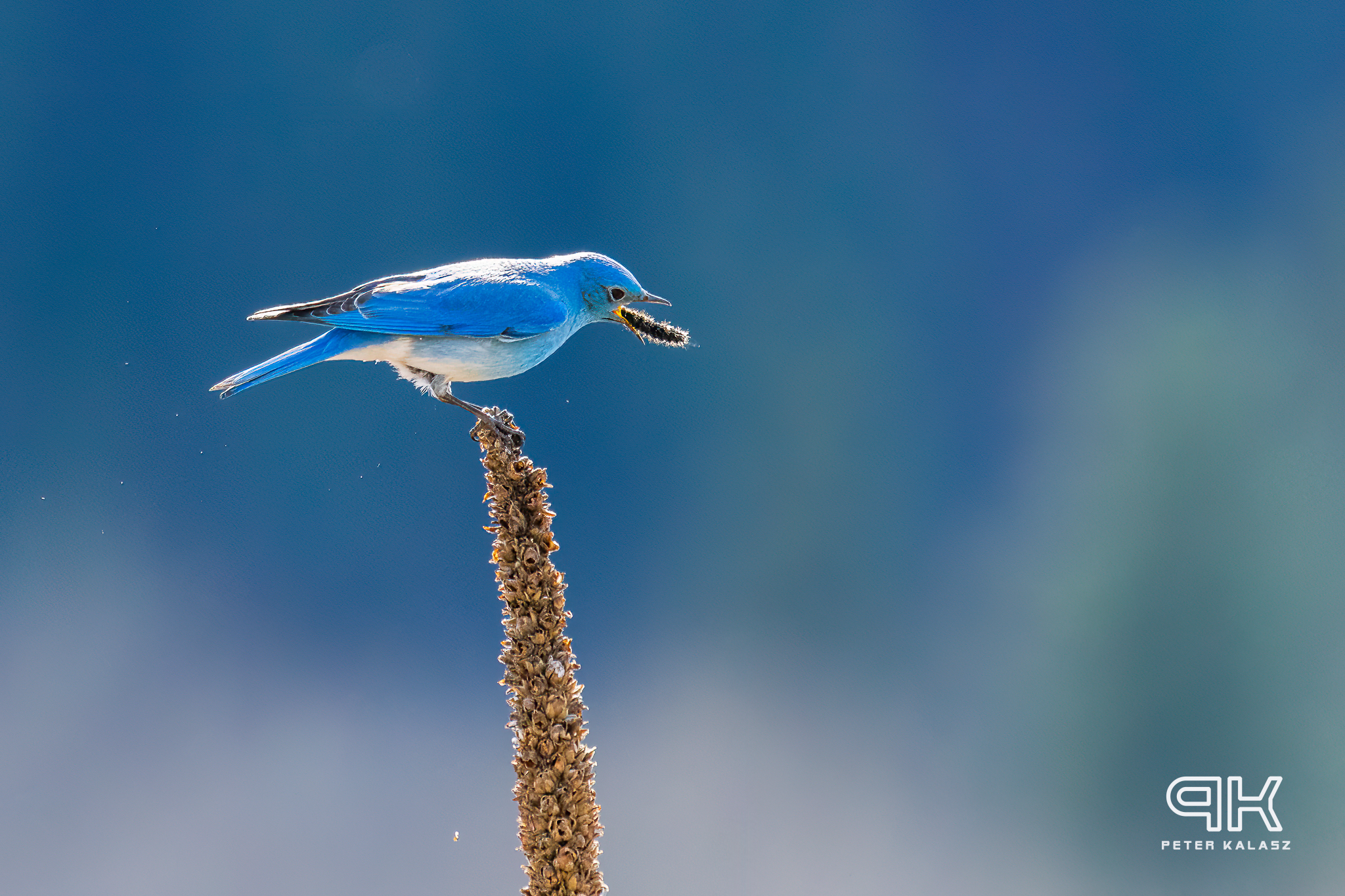iN PHOTOS: Photographers capturing migratory birds returning to Kamloops, Okanagan | iNFOnews.ca
