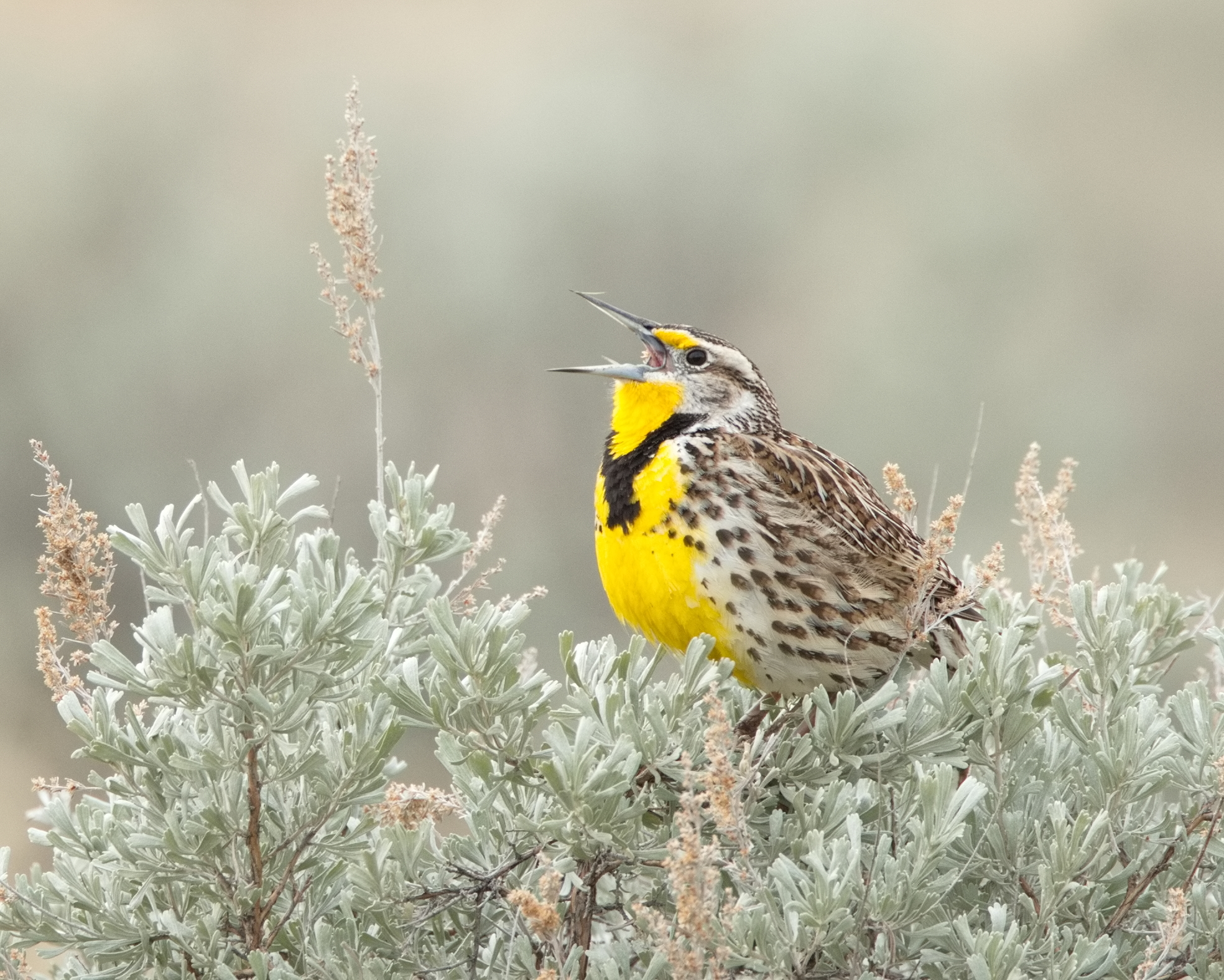 iN PHOTOS: Photographers capturing migratory birds returning to Kamloops, Okanagan | iNFOnews.ca