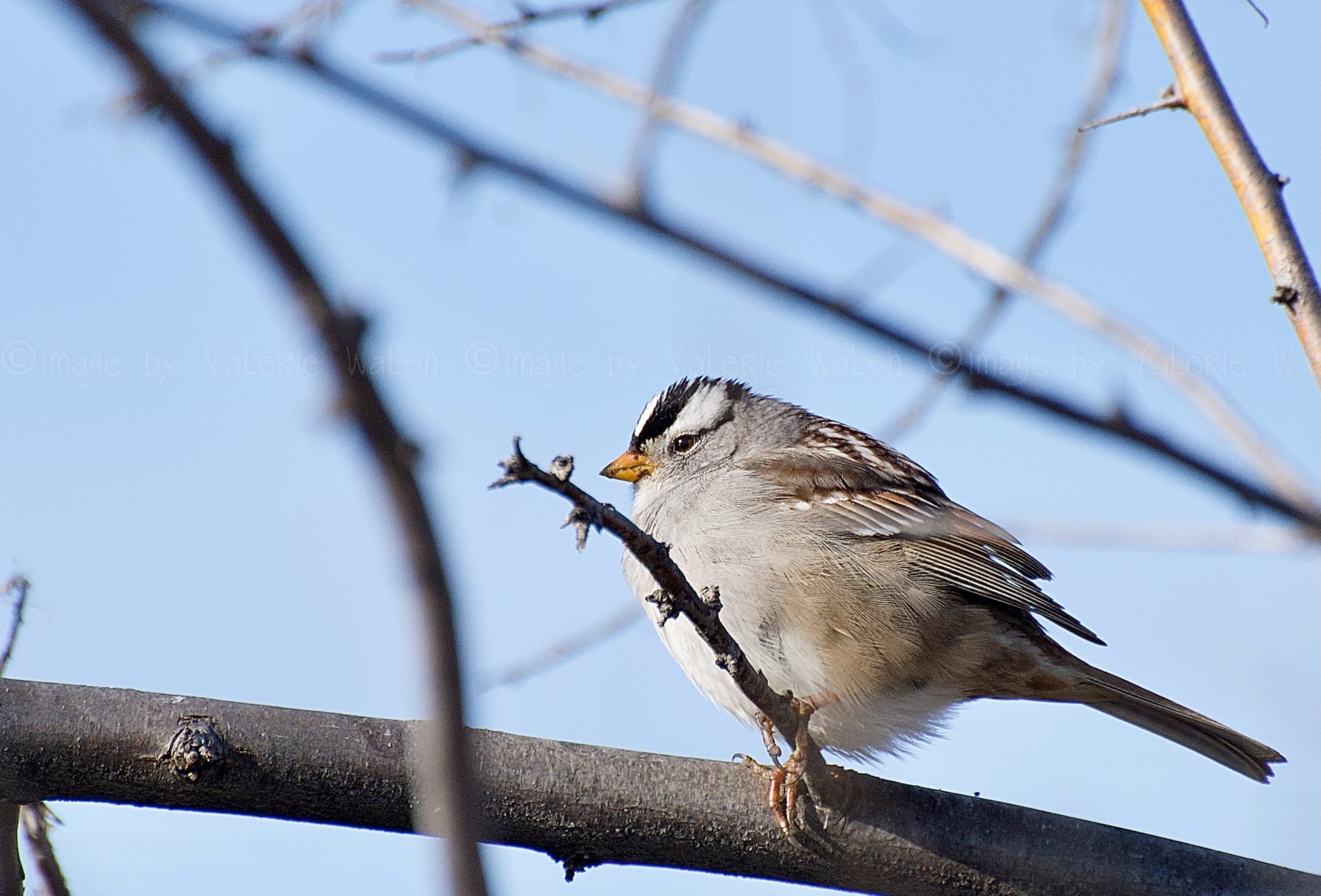 iN PHOTOS: Photographers capturing migratory birds returning to Kamloops, Okanagan | iNFOnews.ca