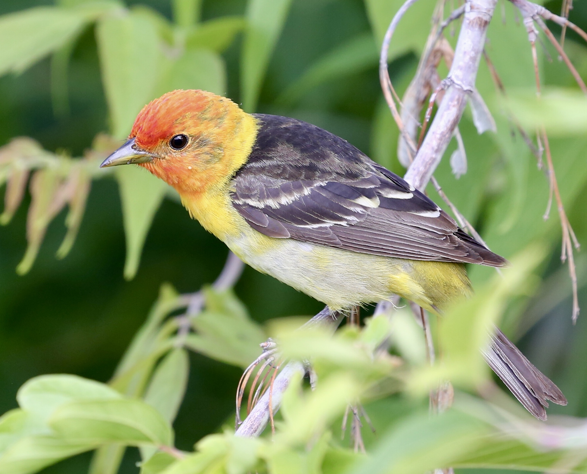 iN PHOTOS: Photographers capturing migratory birds returning to Kamloops, Okanagan | iNFOnews.ca