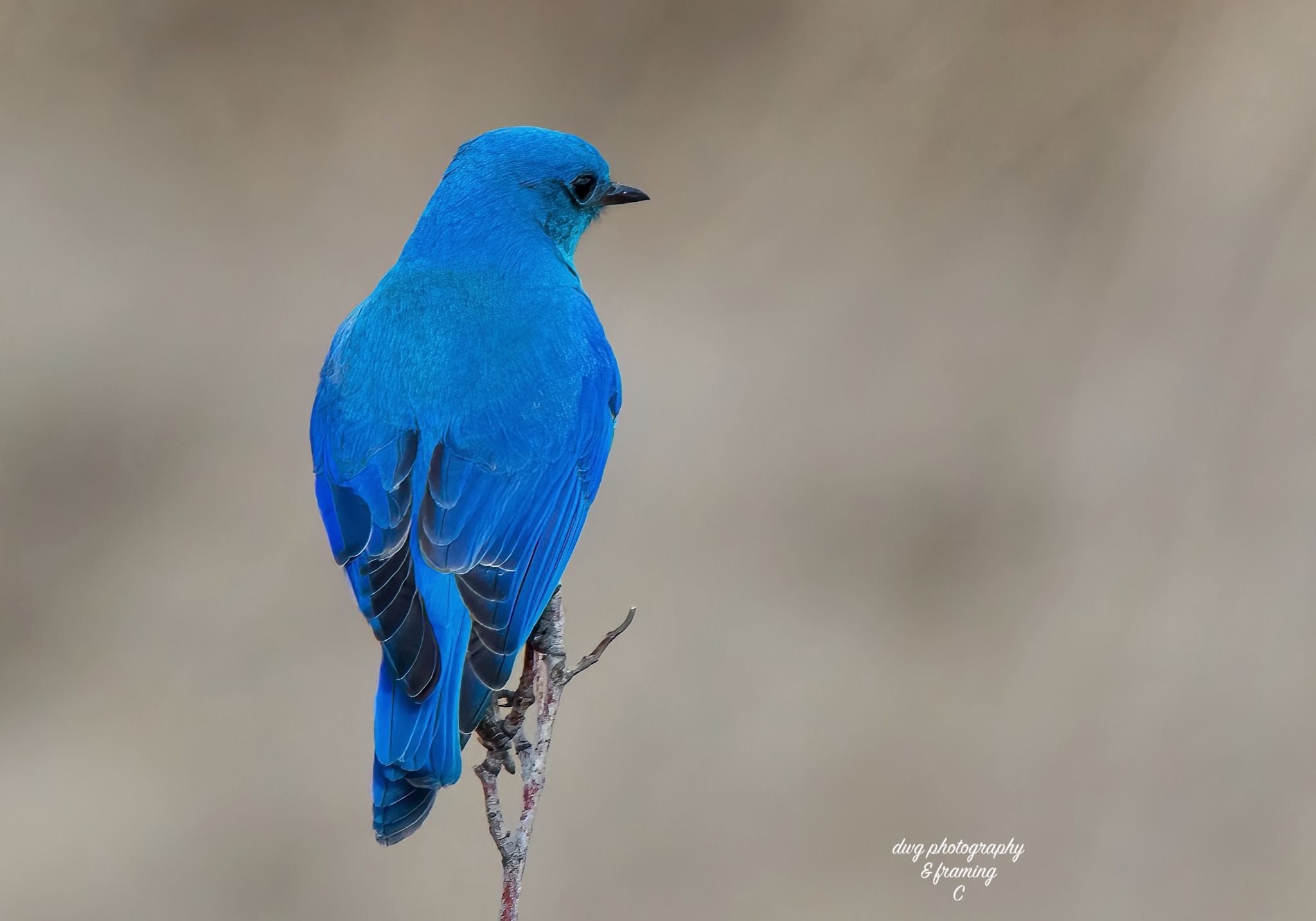 iN PHOTOS: Photographers capturing migratory birds returning to Kamloops, Okanagan | iNFOnews.ca