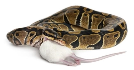 One person dead of salmonella illness linked to snakes, rodents | iNFOnews.ca One person dead of salmonella illness linked to snakes, rodents | iNFOnews.ca