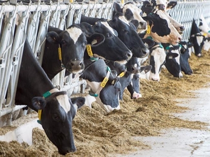 What's behind the cost of milk, eggs and chicken in Canada | iNFOnews.ca
