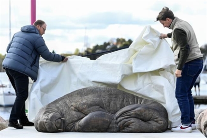 Life-size sculpture of euthanized walrus unveiled in Norway | iNFOnews.ca