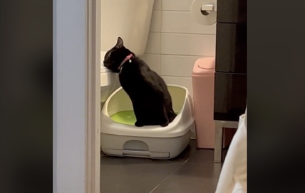 TRENDING NOW: Kitty's first catnip trip | iNFOnews.ca TRENDING NOW: Kitty's first catnip trip | iNFOnews.ca