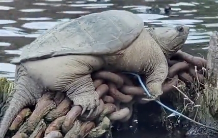 'Chonkosaurus,' plump Chicago snapping turtle captured on video, goes viral | iNFOnews.ca