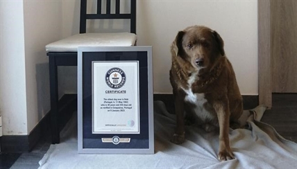 World's oldest dog celebrates 31st birthday, according to Guinness World Records | iNFOnews.ca World's oldest dog celebrates 31st birthday, according to Guinness World Records | iNFOnews.ca