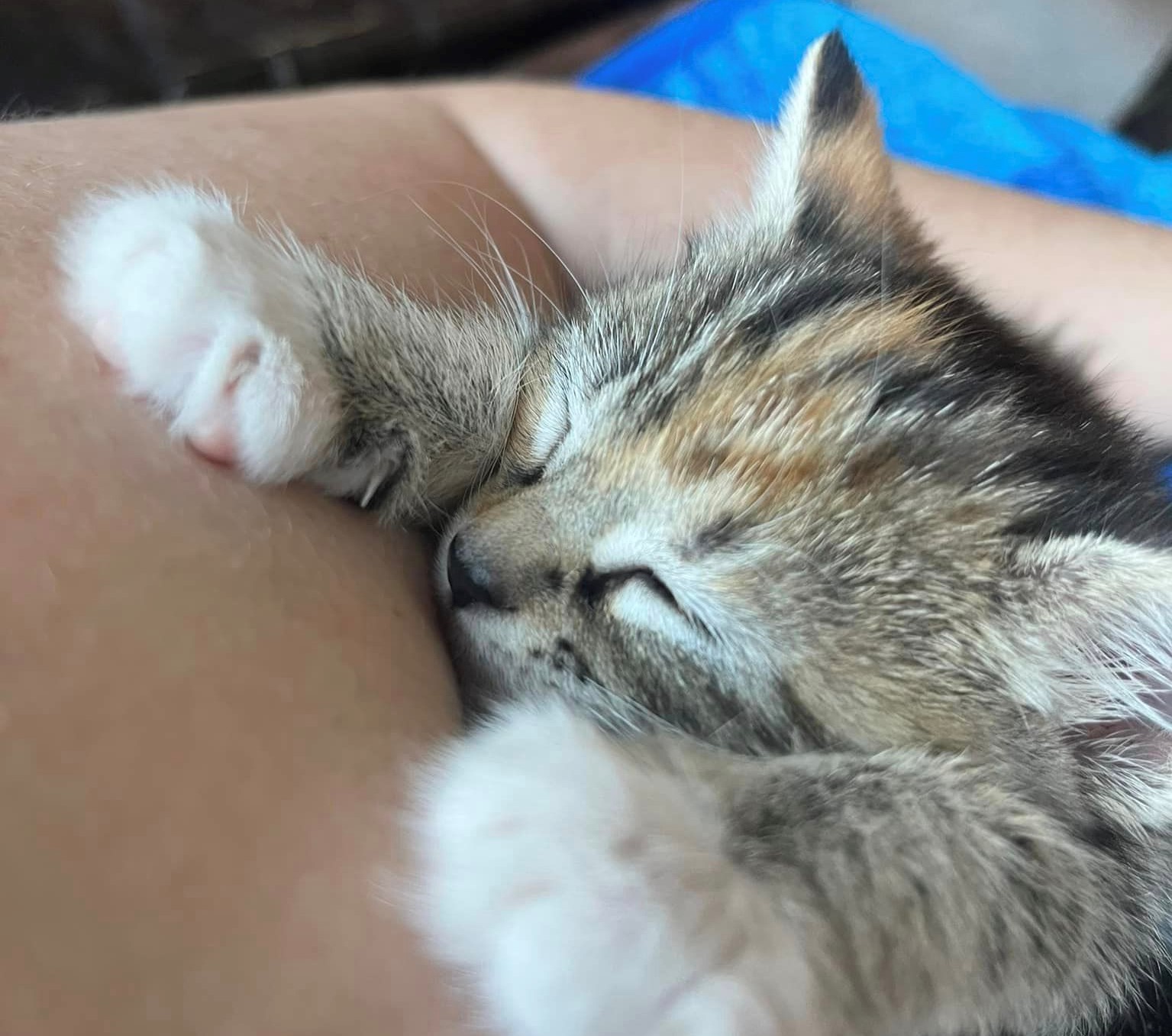 Five-week-old kitten found in dumpster in Kamloops | iNFOnews.ca Five-week-old kitten found in dumpster in Kamloops | iNFOnews.ca