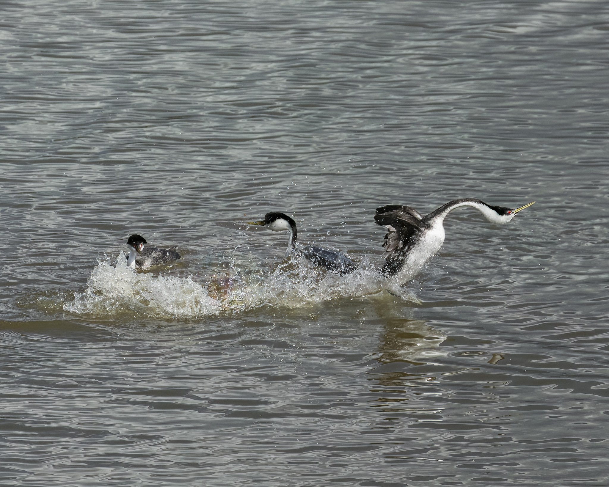 iN PHOTOS: Western grebes run on water in courtship dance on Shuswap Lake | iNFOnews.ca iN PHOTOS: Western grebes run on water in courtship dance on Shuswap Lake | iNFOnews.ca