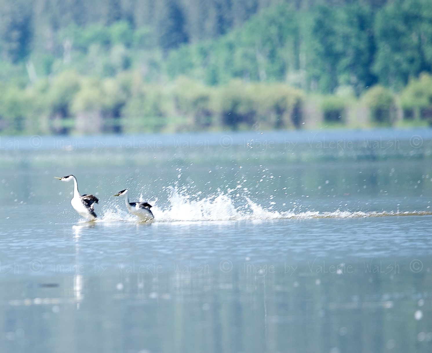 iN PHOTOS: Western grebes run on water in courtship dance on Shuswap Lake | iNFOnews.ca iN PHOTOS: Western grebes run on water in courtship dance on Shuswap Lake | iNFOnews.ca