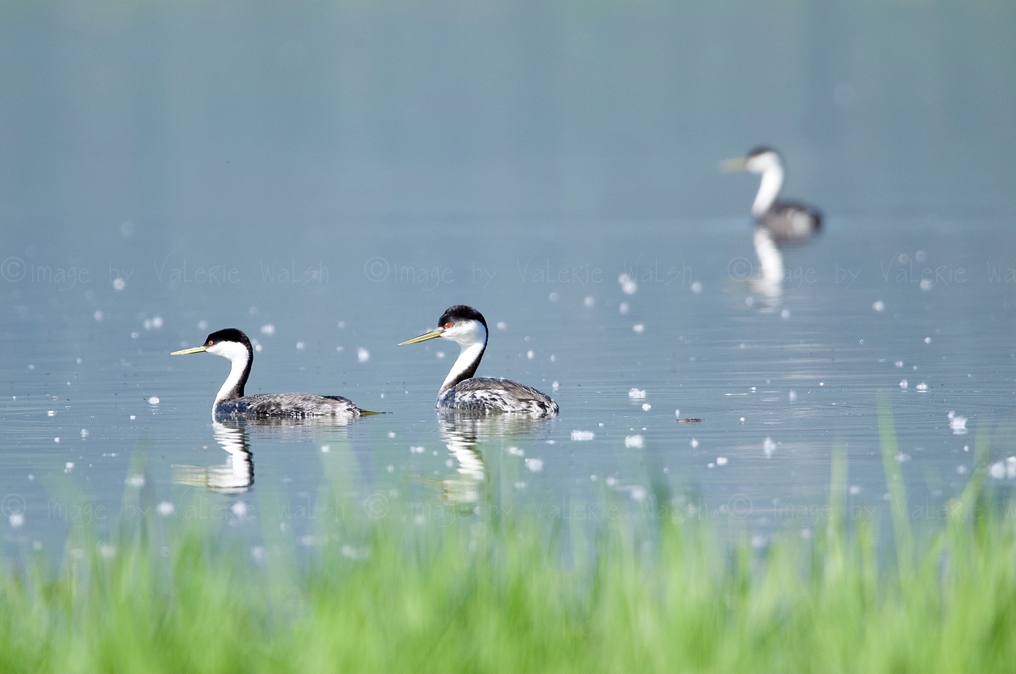 iN PHOTOS: Western grebes run on water in courtship dance on Shuswap Lake | iNFOnews.ca iN PHOTOS: Western grebes run on water in courtship dance on Shuswap Lake | iNFOnews.ca
