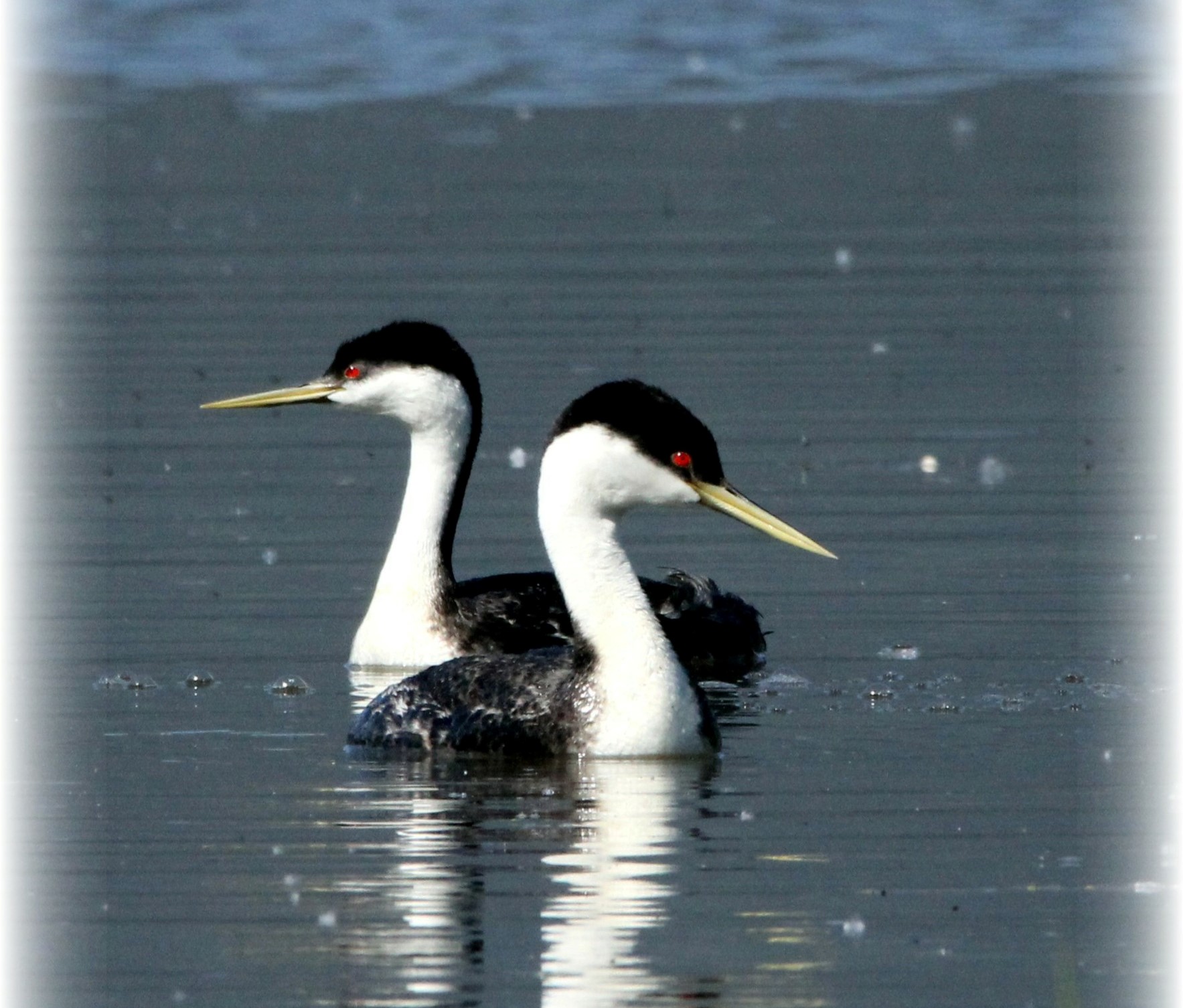 iN PHOTOS: Western grebes run on water in courtship dance on Shuswap Lake | iNFOnews.ca iN PHOTOS: Western grebes run on water in courtship dance on Shuswap Lake | iNFOnews.ca