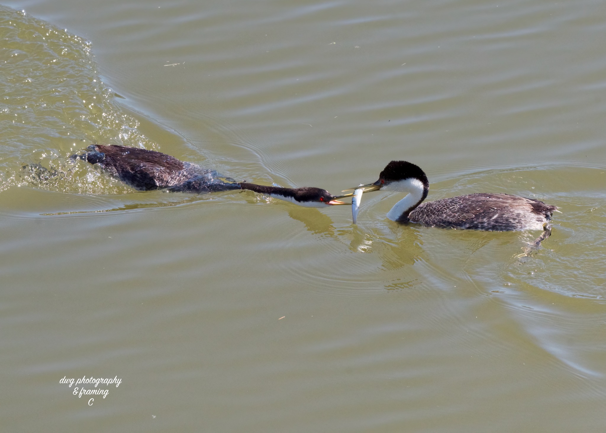 iN PHOTOS: Western grebes run on water in courtship dance on Shuswap Lake | iNFOnews.ca iN PHOTOS: Western grebes run on water in courtship dance on Shuswap Lake | iNFOnews.ca