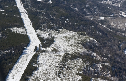 THE LAST 33 CARIBOU: Fighting for the survival of a B.C. herd | iNFOnews.ca