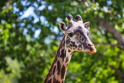 'Tragic accident' blamed for death of giraffe at Calgary Zoo | iNFOnews.ca 'Tragic accident' blamed for death of giraffe at Calgary Zoo | iNFOnews.ca