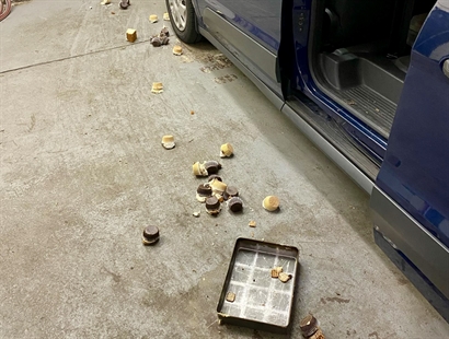 iN VIDEO: Bear helps itself to 60 cupcakes at Connecticut bakery | iNFOnews.ca