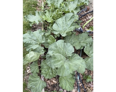 June is rhubarb picking time in the garden, so pucker up | iNFOnews.ca