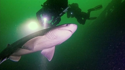 iN VIDEO: Vancouver Island scuba divers spot shark in rare shallow-water sighting | iNFOnews.ca