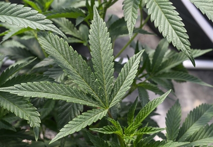 NCAA medical committee recommendations include removal of marijuana from banned drug list | iNFOnews.ca NCAA medical committee recommendations include removal of marijuana from banned drug list | iNFOnews.ca