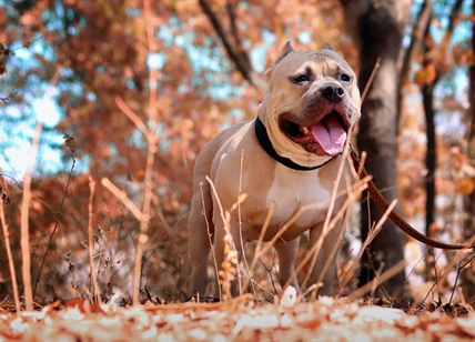 Man stabs pit bull to death in Central Park after argument between dog walkers | iNFOnews.ca
