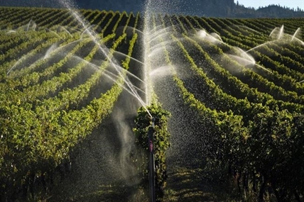 Winter cold snap in Okanagan cut 2023 grape crop by up to 56 per cent: growers | iNFOnews.ca