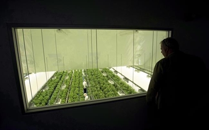 Cannabis company Canopy Growth reports $648 million net loss in fourth quarter | iNFOnews.ca Cannabis company Canopy Growth reports $648 million net loss in fourth quarter | iNFOnews.ca