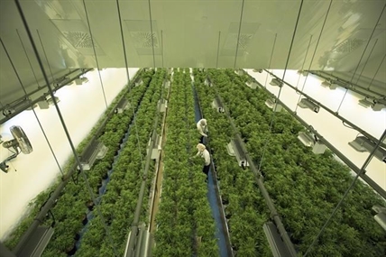 Cannabis company Canopy Growth sells California facility | iNFOnews.ca