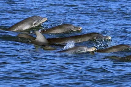 Dolphin moms use baby talk to call to their young, recordings show | iNFOnews.ca