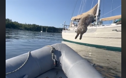 TRENDING NOW: Cat misses by that much | iNFOnews.ca TRENDING NOW: Cat misses by that much | iNFOnews.ca