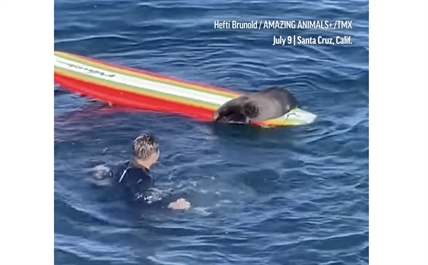TRENDING NOW: Sea otter steals surfer's board | iNFOnews.ca