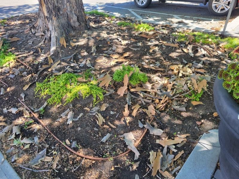 Why all those trees in Kamloops, Okanagan parks are shedding their bark | iNFOnews.ca