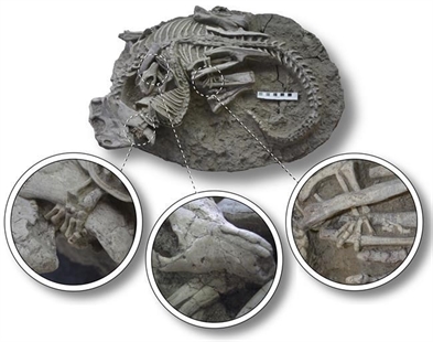 Mammals may have hunted down dinosaurs for dinner, rare fossil suggests | iNFOnews.ca Mammals may have hunted down dinosaurs for dinner, rare fossil suggests | iNFOnews.ca