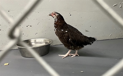 RCMP officer saves chicken from mean teens in Coquitlam | iNFOnews.ca RCMP officer saves chicken from mean teens in Coquitlam | iNFOnews.ca