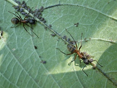 Are ants harmful to the garden? Usually not | iNFOnews.ca
