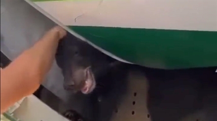 Delayed passengers growl after a bear escapes from crate in cargo hold of an Iraqi plane in Dubai | iNFOnews.ca Delayed passengers growl after a bear escapes from crate in cargo hold of an Iraqi plane in Dubai | iNFOnews.ca