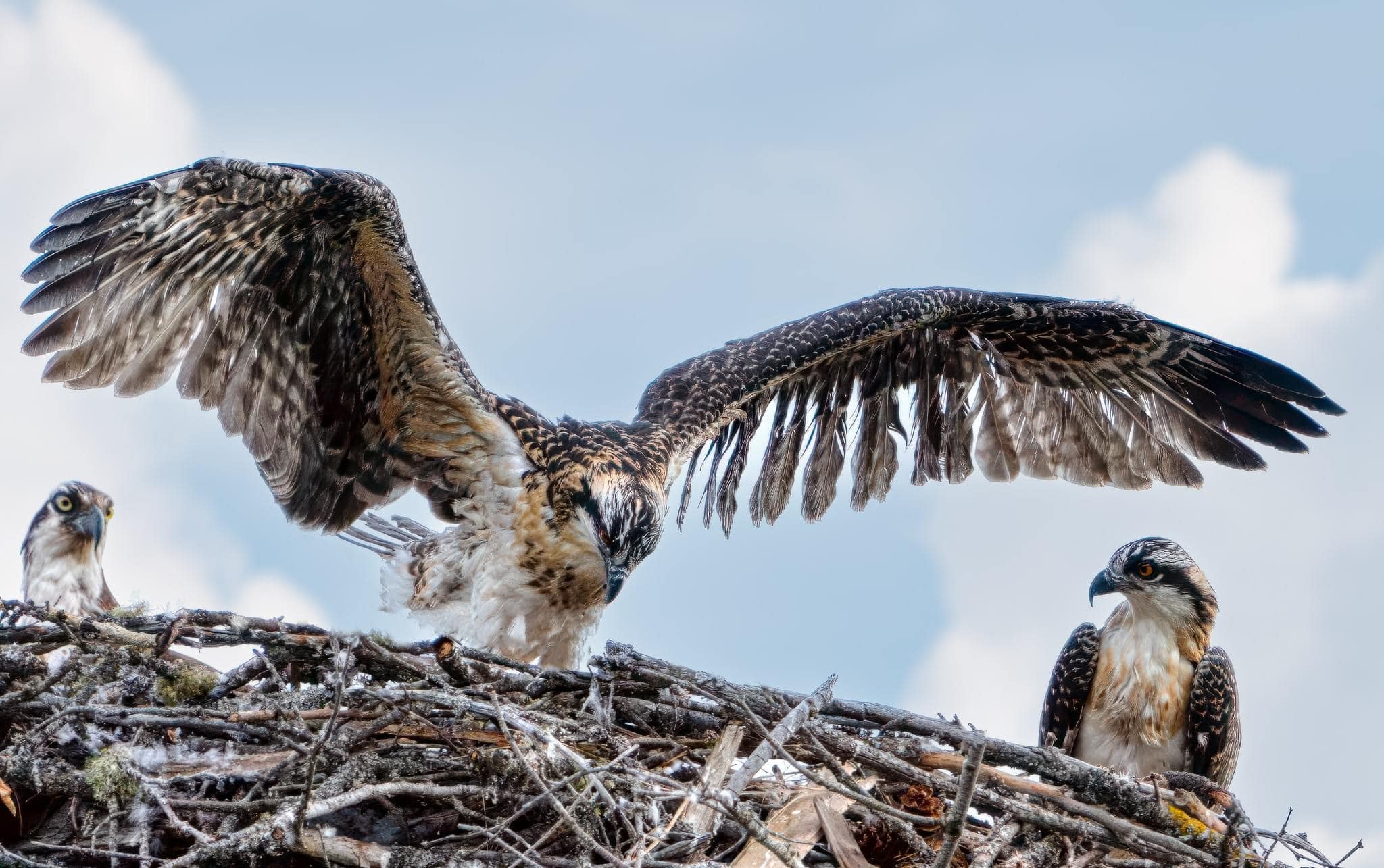 iN PHOTOS: Baby ospreys taking first flights in Kamloops, Shuswap | iNFOnews.ca iN PHOTOS: Baby ospreys taking first flights in Kamloops, Shuswap | iNFOnews.ca