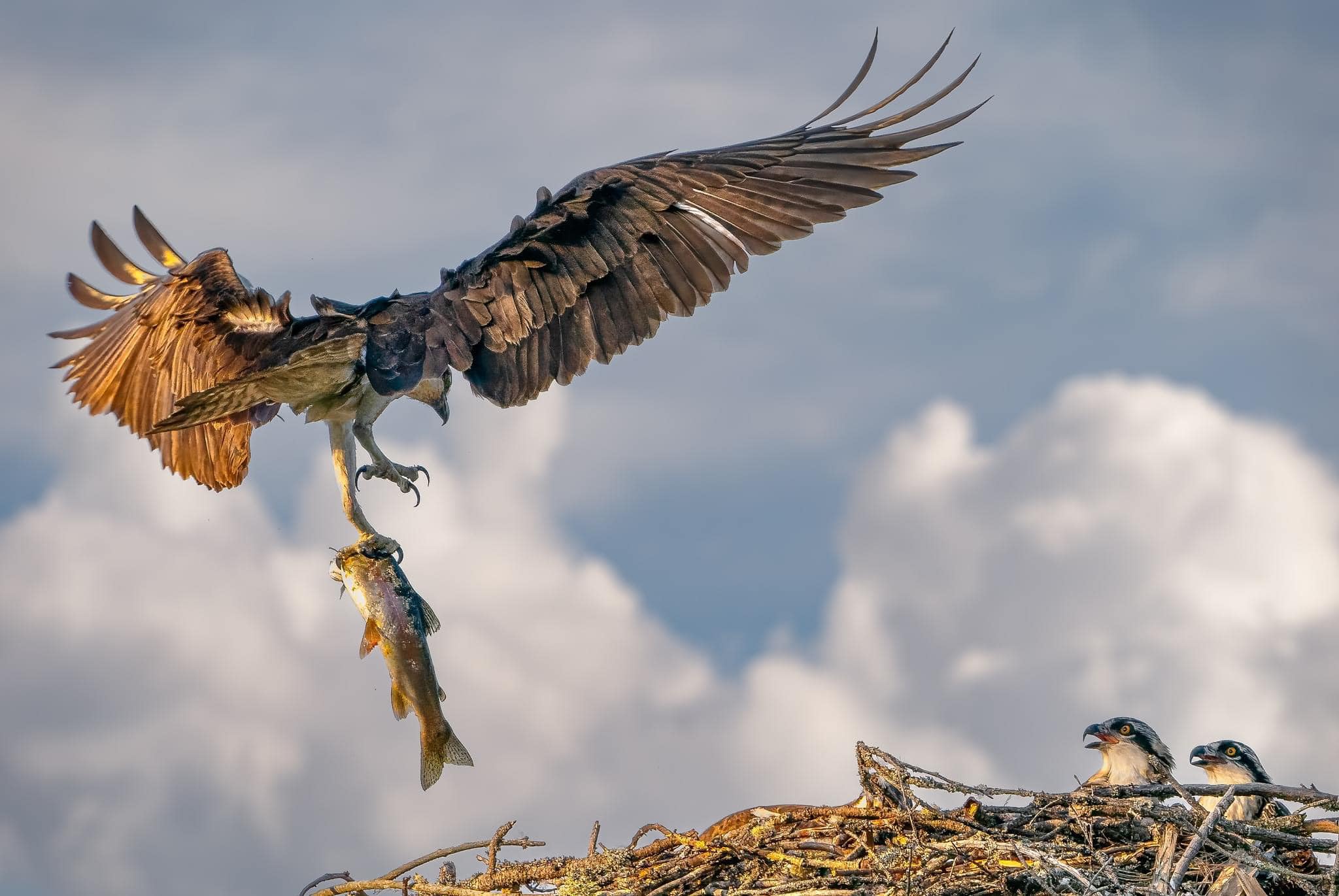 iN PHOTOS: Baby ospreys taking first flights in Kamloops, Shuswap | iNFOnews.ca iN PHOTOS: Baby ospreys taking first flights in Kamloops, Shuswap | iNFOnews.ca