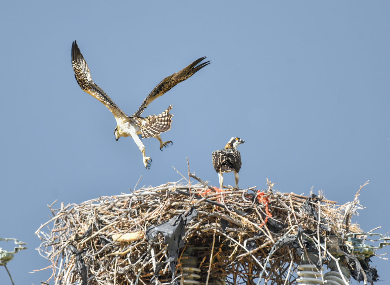 iN PHOTOS: Baby ospreys taking first flights in Kamloops, Shuswap | iNFOnews.ca iN PHOTOS: Baby ospreys taking first flights in Kamloops, Shuswap | iNFOnews.ca