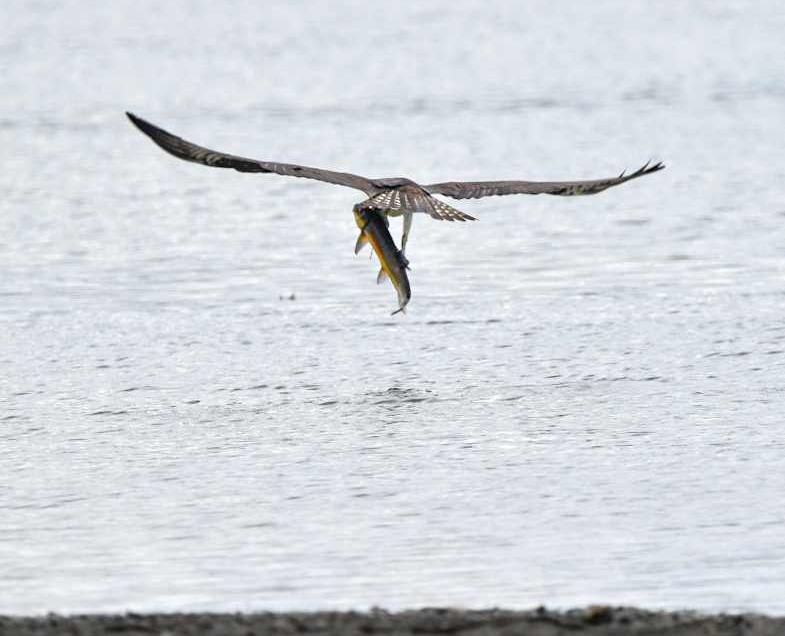 iN PHOTOS: Baby ospreys taking first flights in Kamloops, Shuswap | iNFOnews.ca iN PHOTOS: Baby ospreys taking first flights in Kamloops, Shuswap | iNFOnews.ca