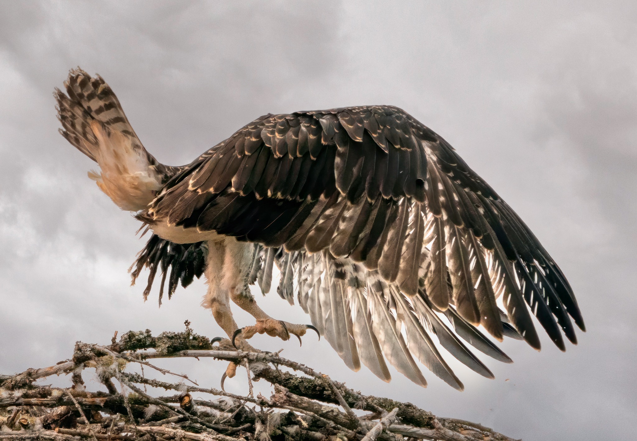iN PHOTOS: Baby ospreys taking first flights in Kamloops, Shuswap | iNFOnews.ca iN PHOTOS: Baby ospreys taking first flights in Kamloops, Shuswap | iNFOnews.ca