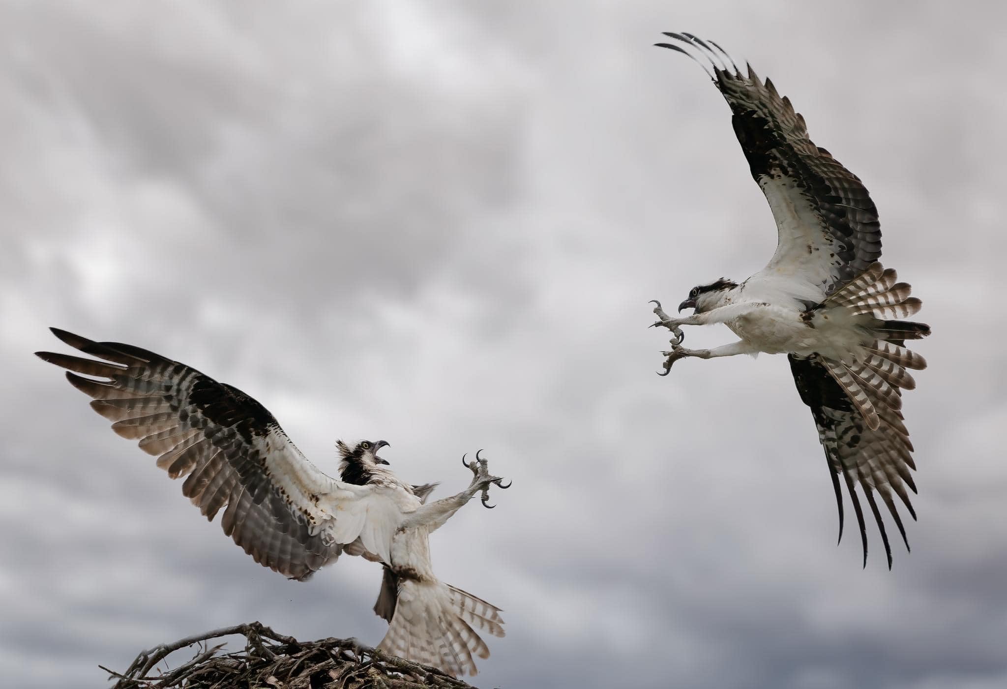 iN PHOTOS: Baby ospreys taking first flights in Kamloops, Shuswap | iNFOnews.ca iN PHOTOS: Baby ospreys taking first flights in Kamloops, Shuswap | iNFOnews.ca