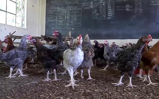 With Kenyan schools closed, one turns to raising chickens | iNFOnews.ca